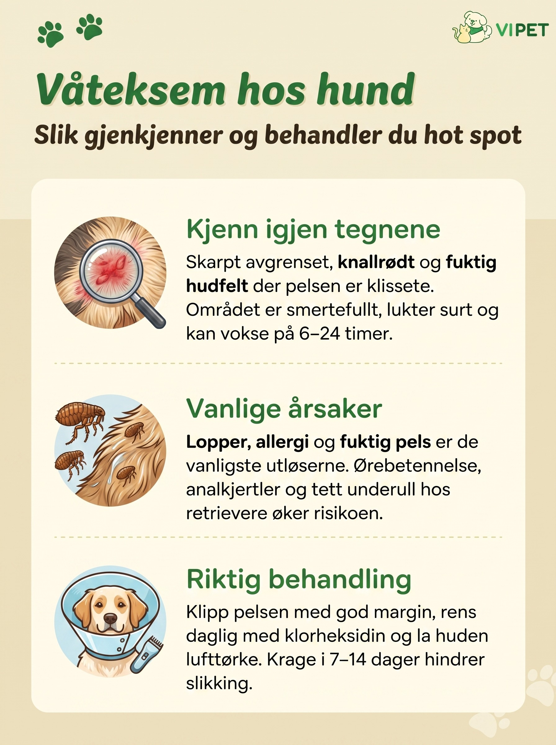 Infografikk om våteksem hos hund: symptomer, vanlige årsaker og riktig behandling med klorheksidin og krage