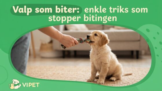 Valp som biter: enkle triks som stopper bitingen
