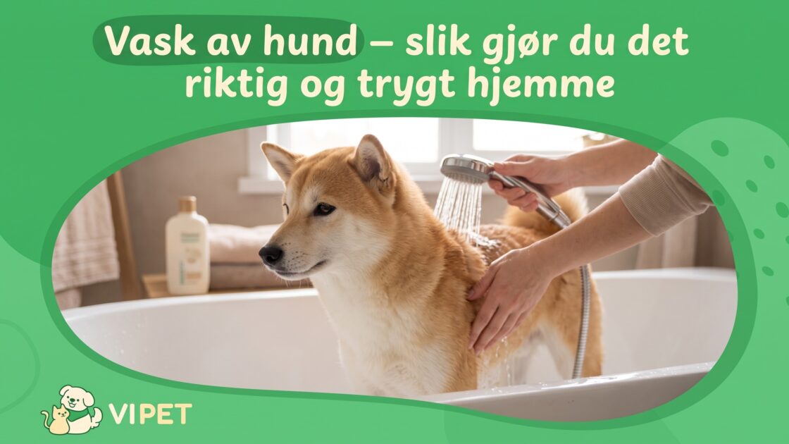Vask av hund – slik gjør du det riktig og trygt hjemme