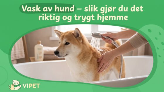 Vask av hund – slik gjør du det riktig og trygt hjemme