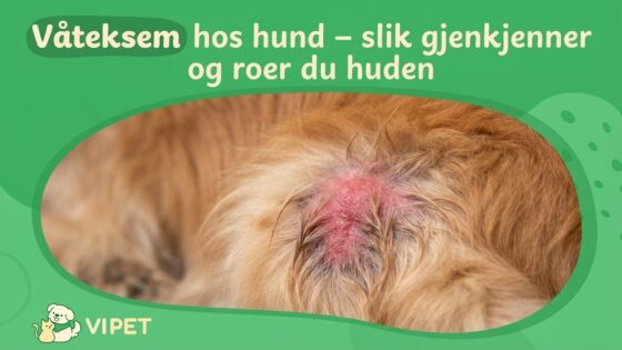 Våteksem hos hund – slik gjenkjenner og roer du huden