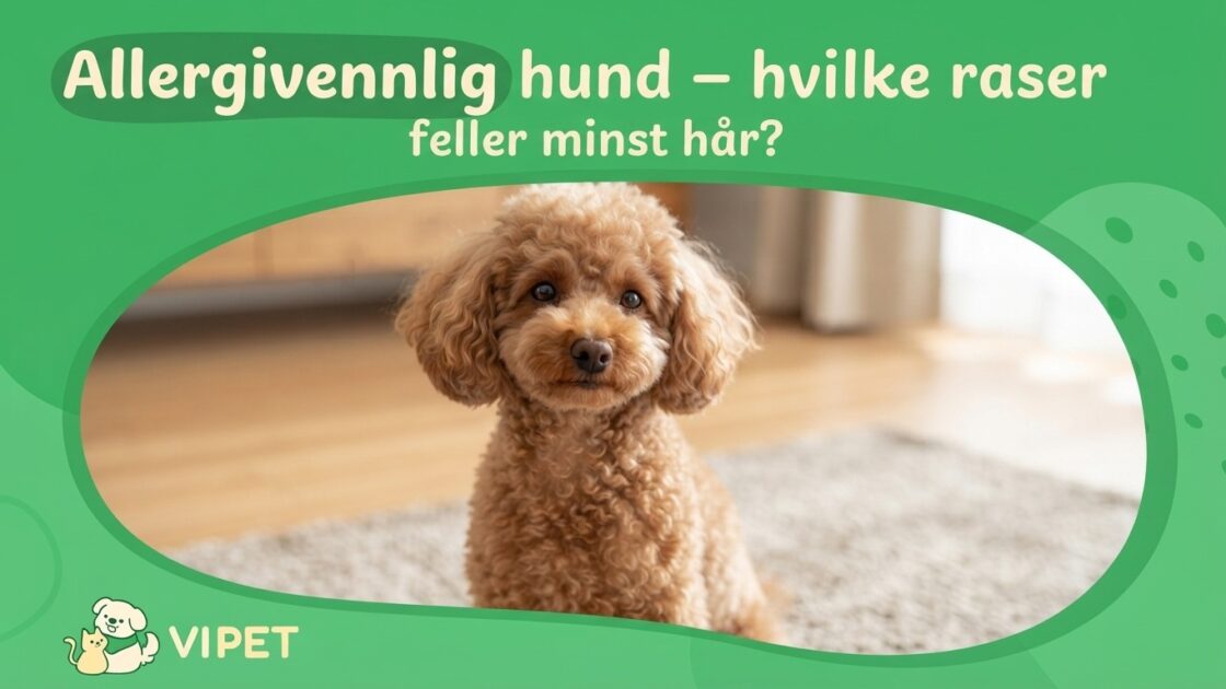 Allergivennlig hund – hvilke raser feller minst hår?