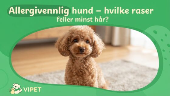 Allergivennlig hund – hvilke raser feller minst hår?