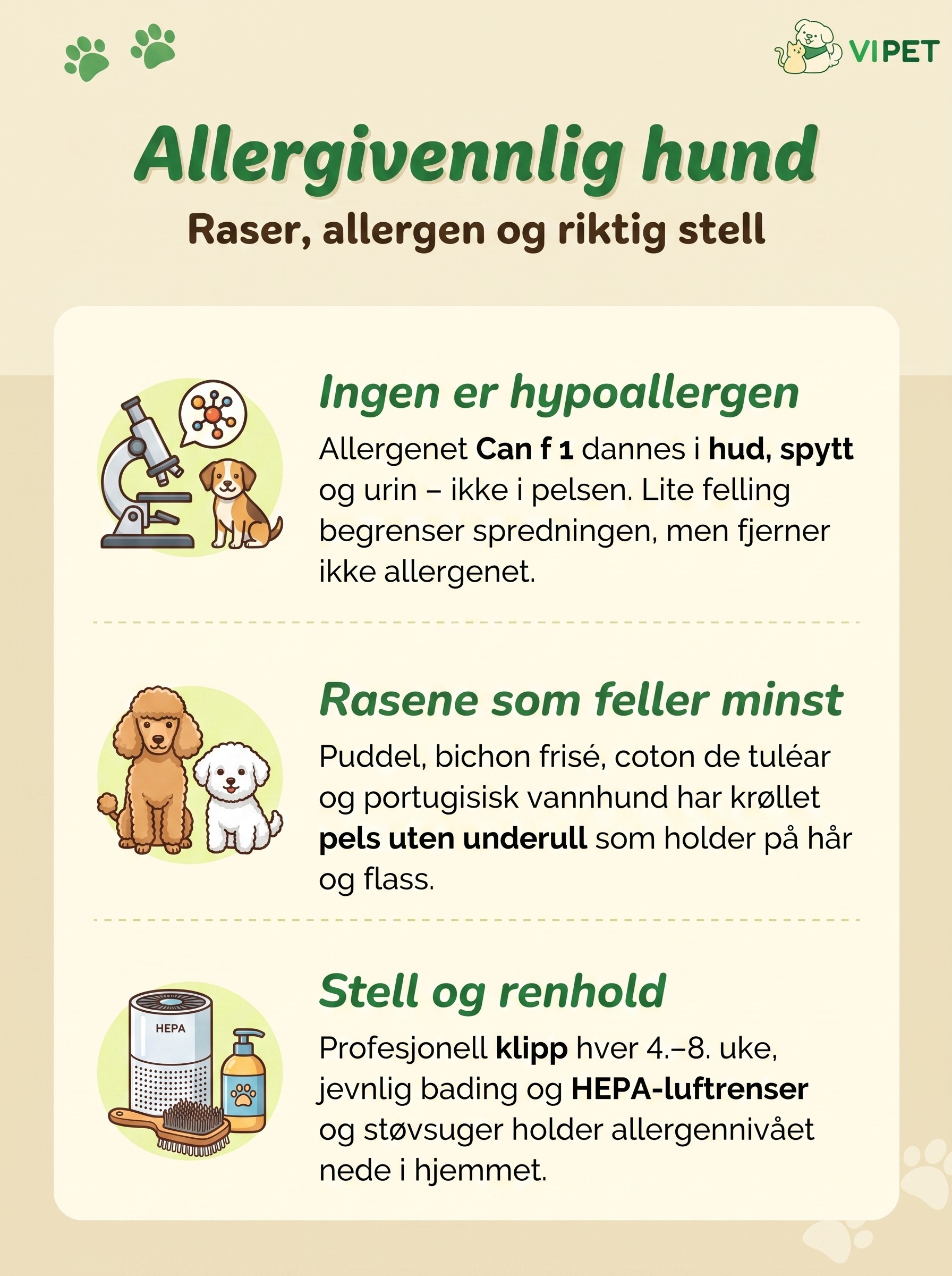 Infografikk om allergivennlig hund: allergenet Can f 1, raser som feller minst og stellerutiner