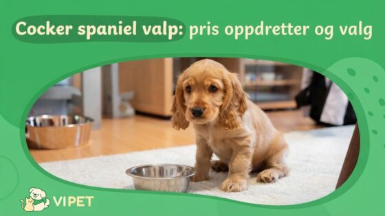 Cocker spaniel valp: pris oppdretter og valg