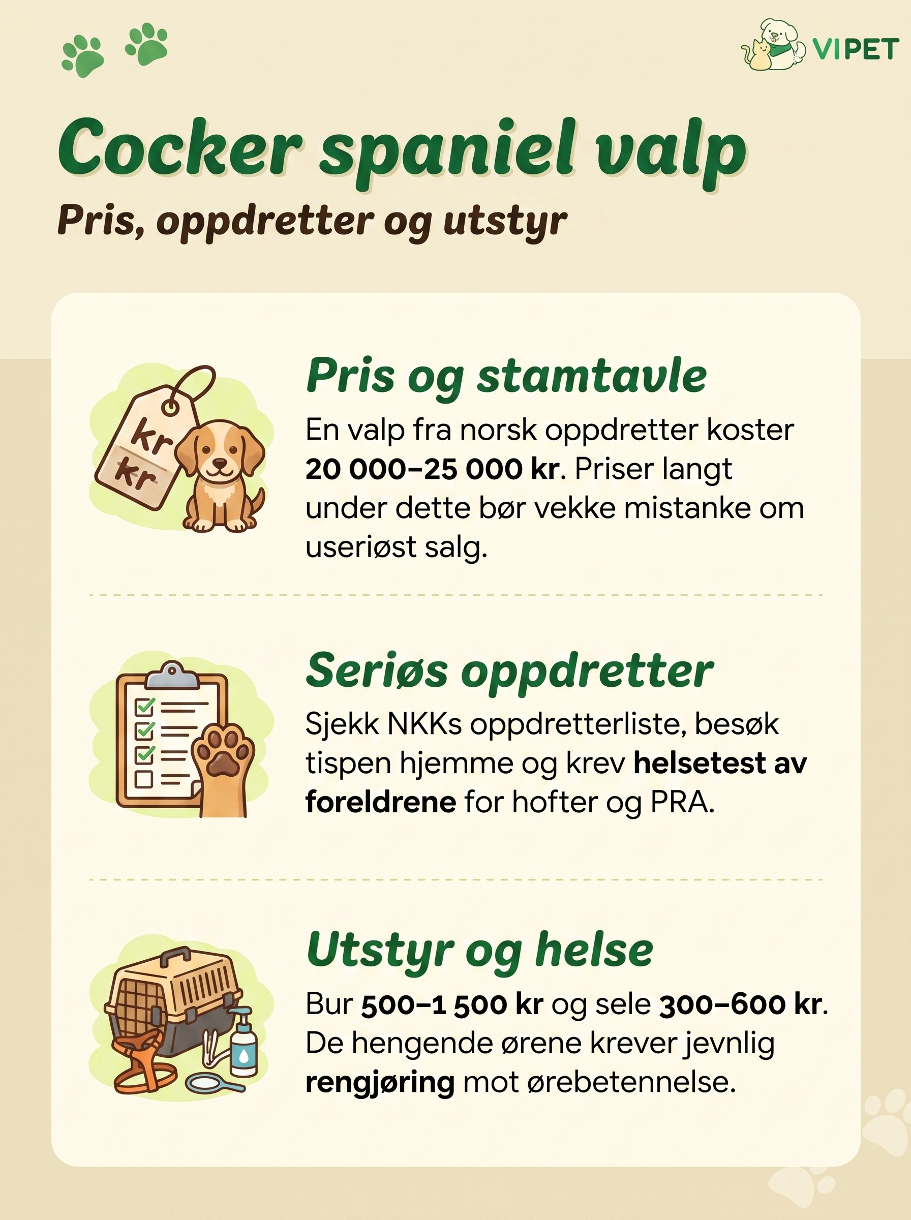 Infografikk om cocker spaniel valp med pris, tips til valg av seriøs oppdretter og nødvendig utstyr