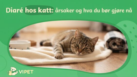 Diaré hos katt: årsaker og hva du bør gjøre nå