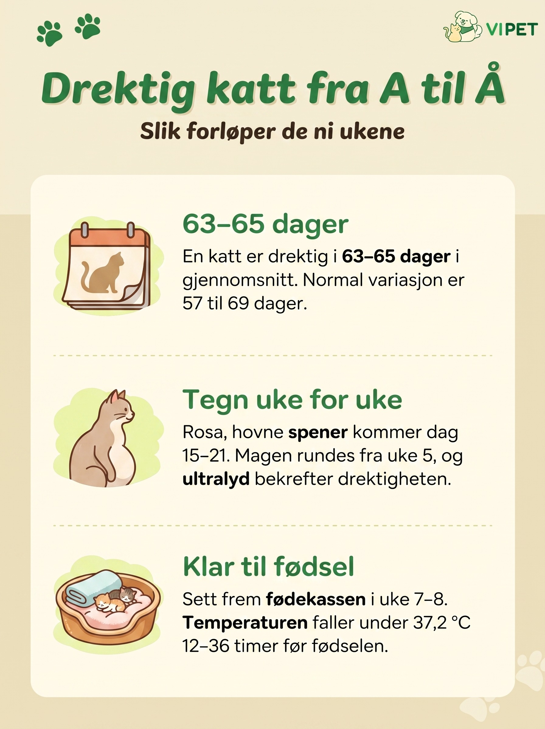 Infografikk om drektig katt: 63–65 dagers drektighet, tegn uke for uke og forberedelse av fødekasse