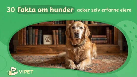 30 fakta om hunder som overrasker selv erfarne eiere