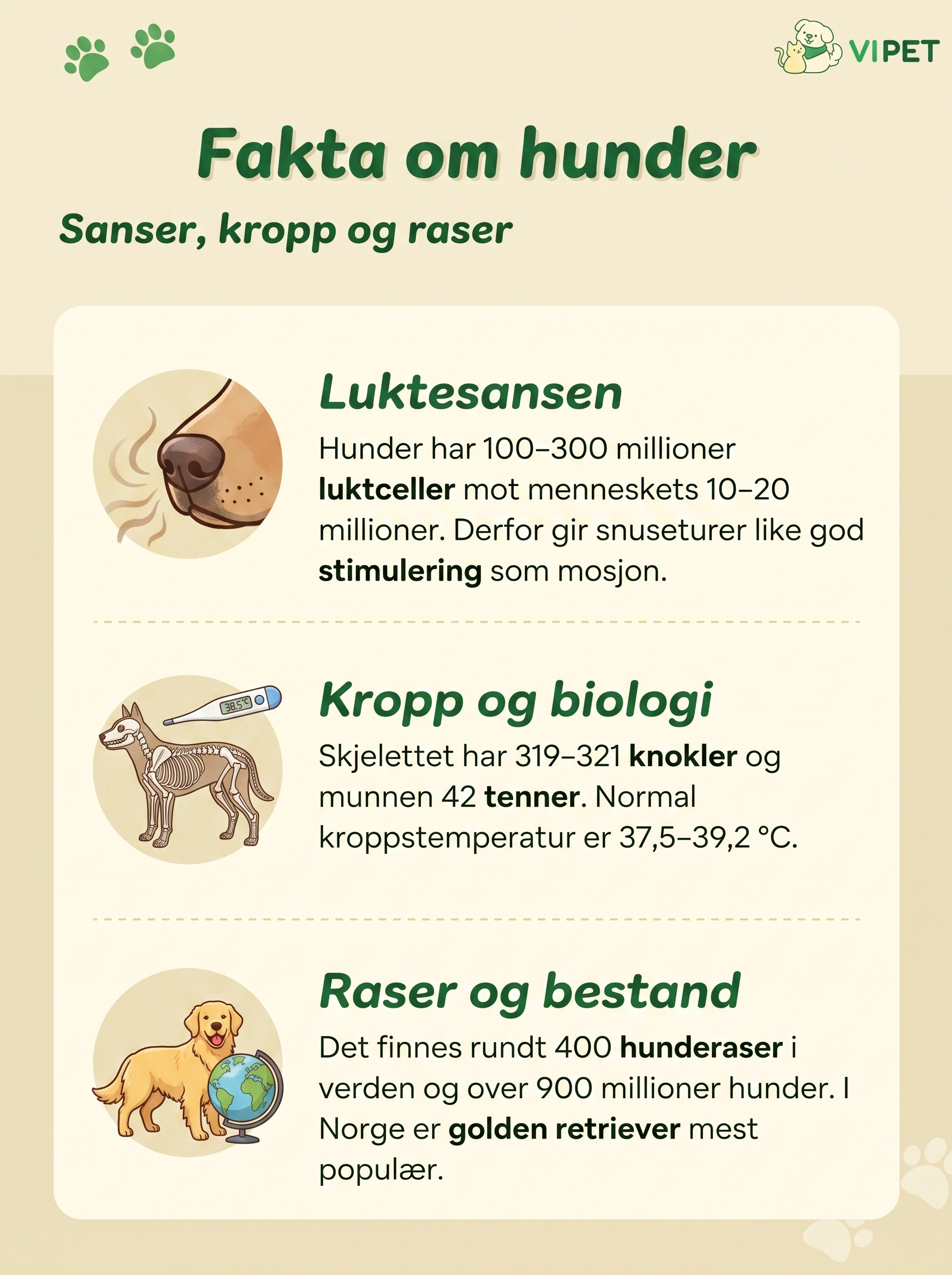 Infografikk med fakta om hunder: luktesans, antall knokler og tenner, samt raser og bestand i verden