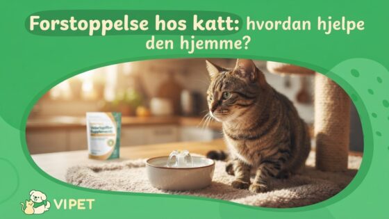 Forstoppelse hos katt: hvordan hjelpe den hjemme?
