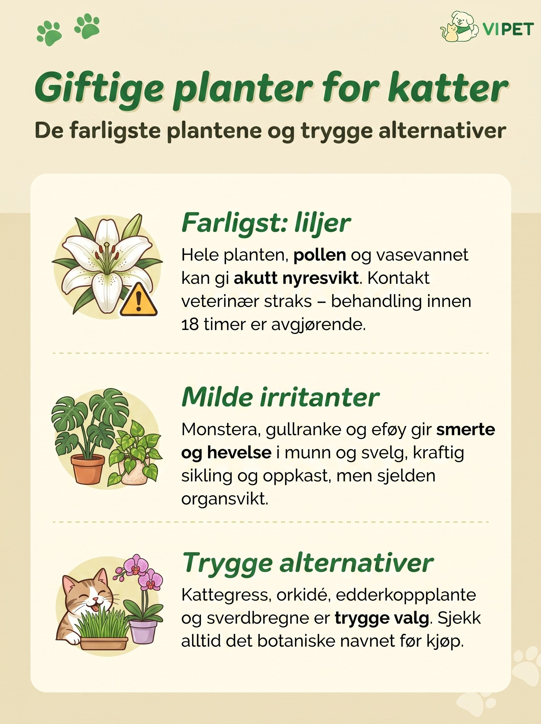 Infografikk om giftige planter for katter: liljer, milde irritanter som monstera og trygge alternativer