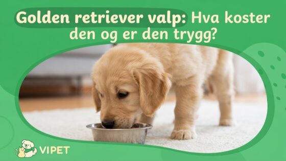 Golden retriever valp: Hva koster den og er den trygg?