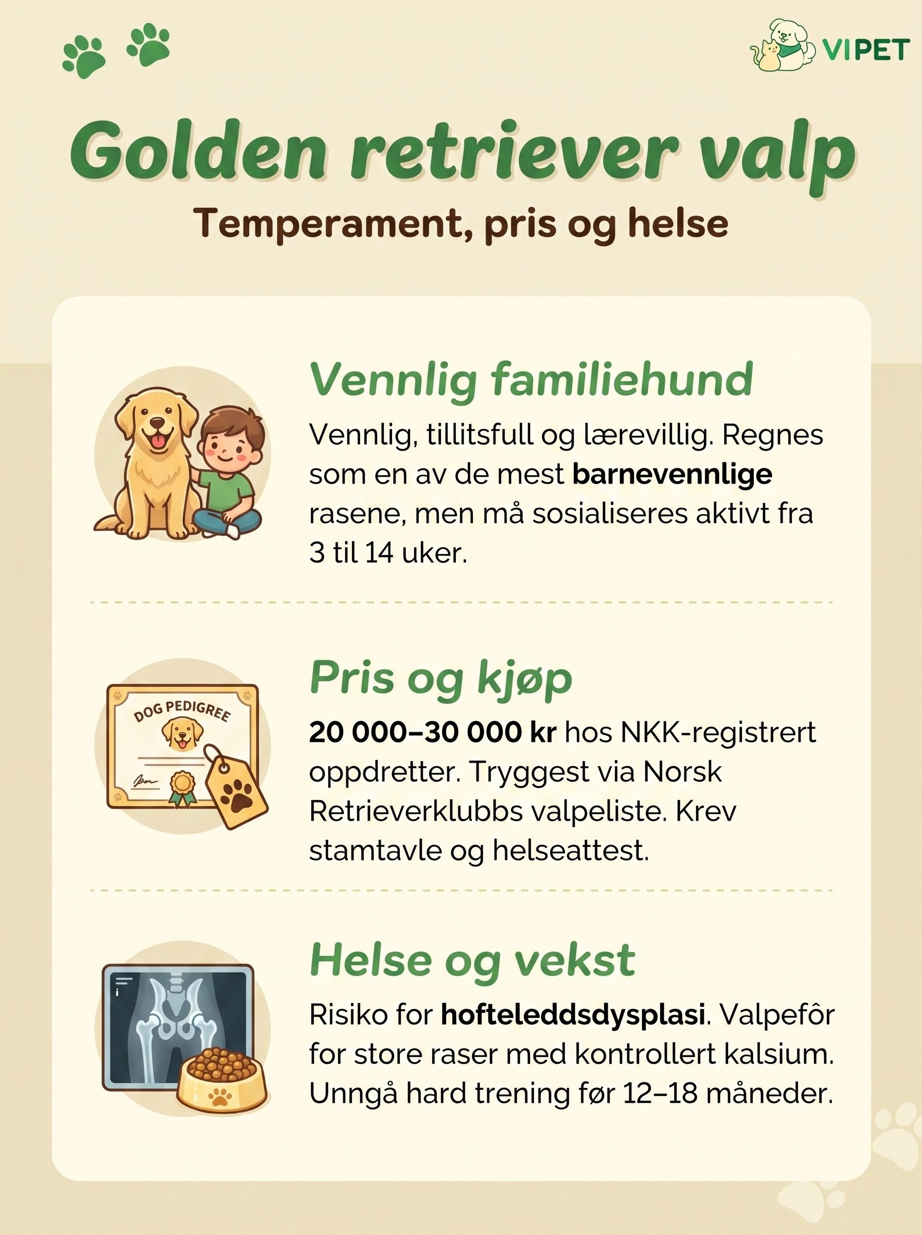 Infografikk om golden retriever valp med temperament, pris hos oppdretter og helse i vekstperioden