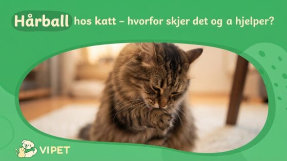 Hårball hos katt – hvorfor skjer det og hva hjelper?