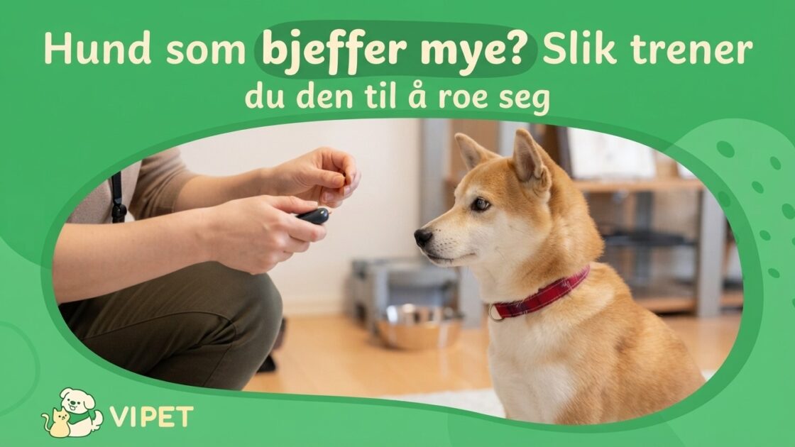 Hund som bjeffer mye? Slik trener du den til å roe seg
