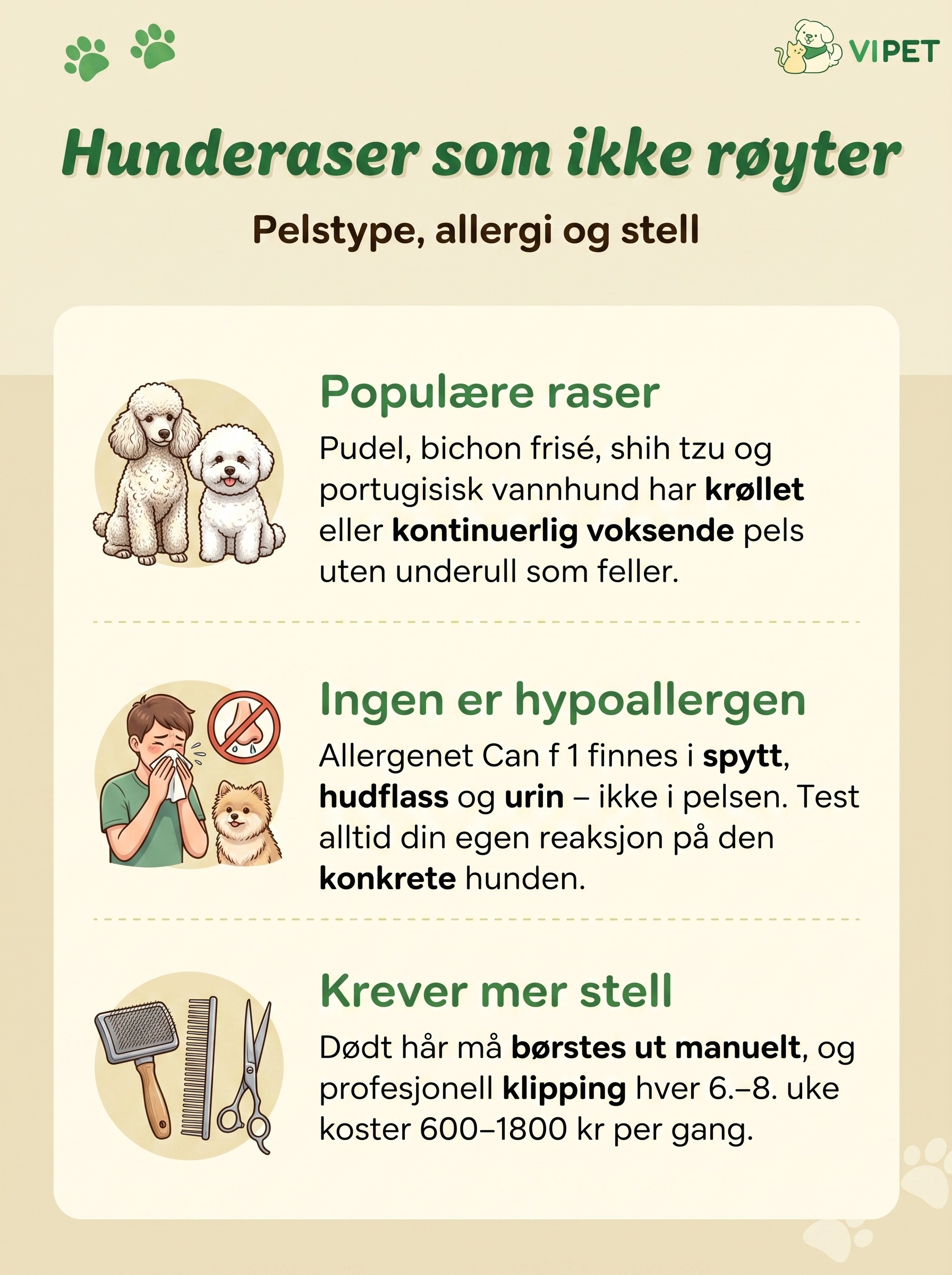 Infografikk om hunderaser som ikke røyter: populære raser, allergi og krav til pelsstell