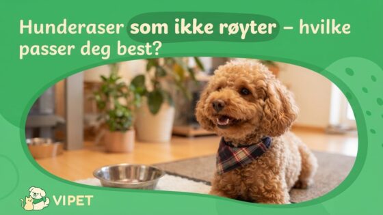 Hunderaser som ikke røyter – hvilke passer deg best?