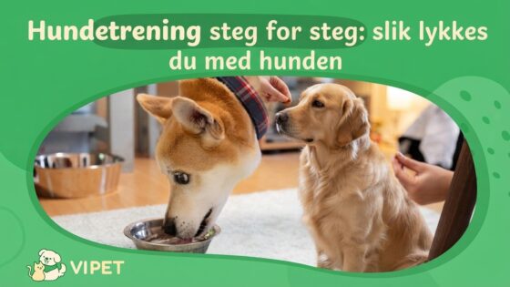 Hundetrening steg for steg: slik lykkes du med hunden