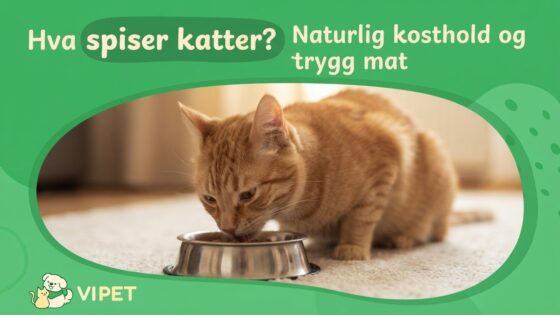 Hva spiser katter? Naturlig kosthold og trygg mat