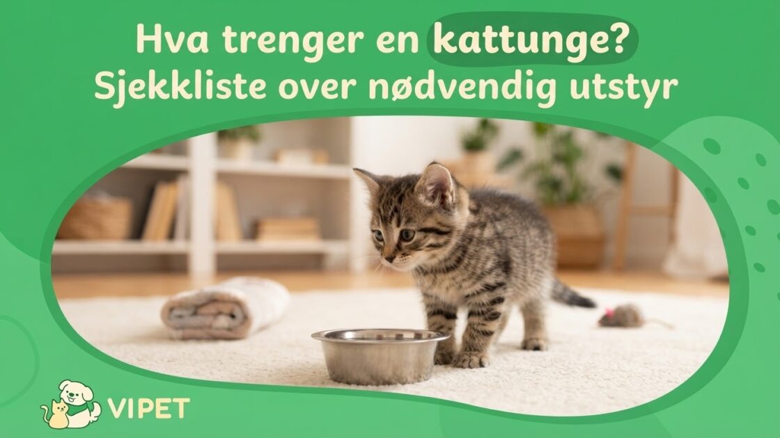 Hva trenger en kattunge? Sjekkliste over nødvendig utstyr