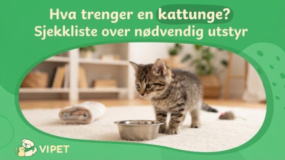 Hva trenger en kattunge? Sjekkliste over nødvendig utstyr