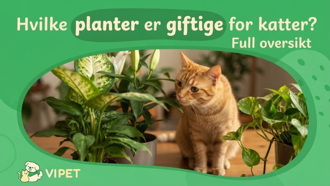Hvilke planter er giftige for katter? Full oversikt