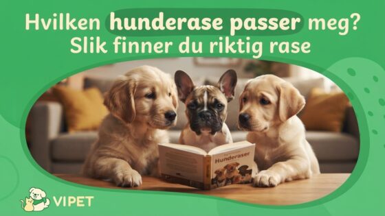 Hvilken hunderase passer meg? Slik finner du riktig rase