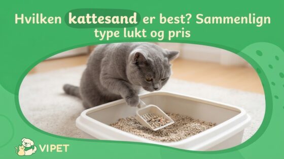 Hvilken kattesand er best? Sammenlign type lukt og pris