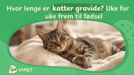 Hvor lenge er katter gravide? Uke for uke frem til fødsel