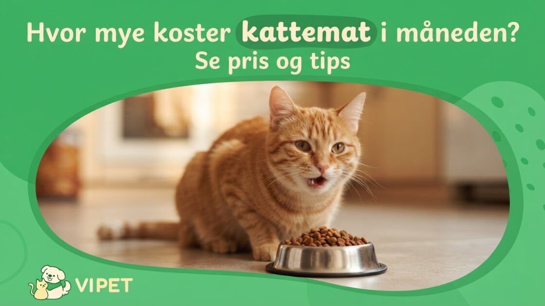 Hvor mye koster kattemat i måneden? Se pris og tips