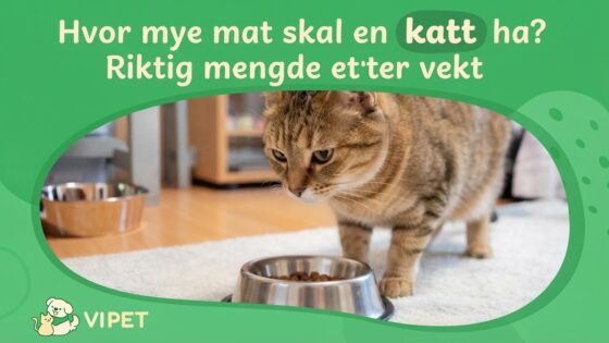 Hvor mye mat skal en katt ha? Riktig mengde etter vekt