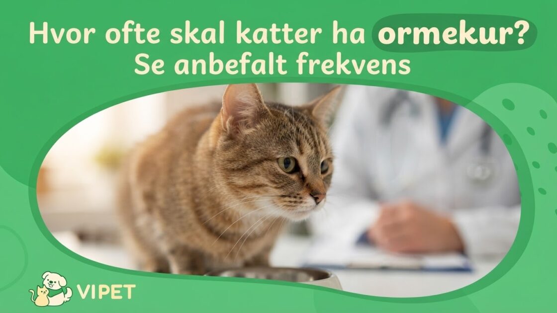 Hvor ofte skal katter ha ormekur? Se anbefalt frekvens