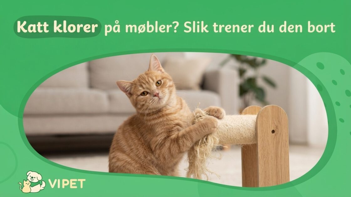 Katt klorer på møbler? Slik trener du den bort