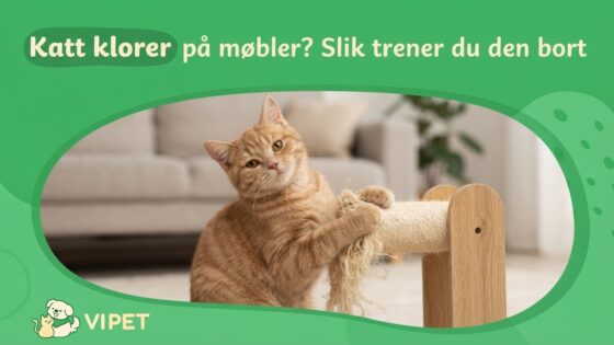 Katt klorer på møbler? Slik trener du den bort