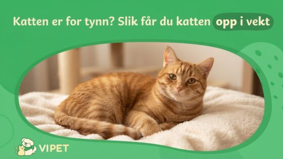Katten er for tynn? Slik får du katten opp i vekt