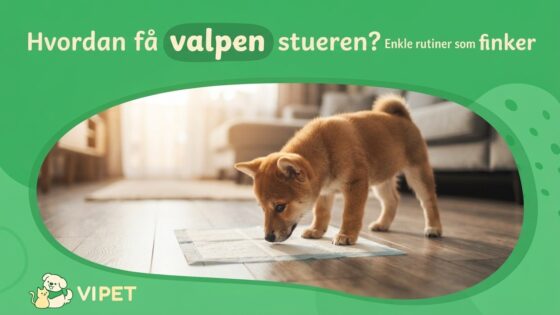Hvordan få valpen stueren? Enkle rutiner som funker