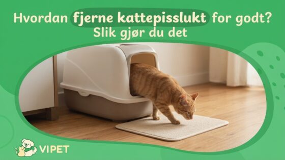 Hvordan fjerne kattepisslukt for godt? Slik gjør du det