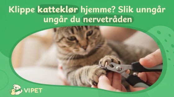 Klippe katteklør hjemme? Slik unngår du nervetråden