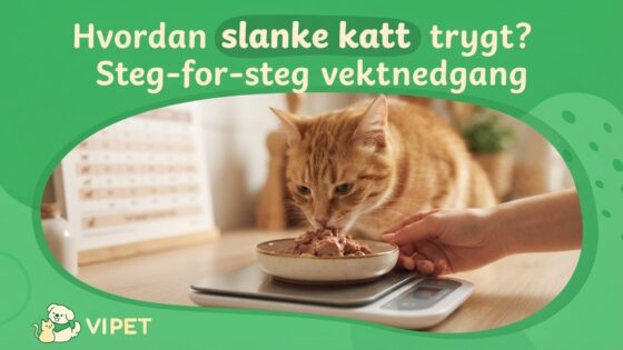 Hvordan slanke katt trygt? Steg-for-steg vektnedgang