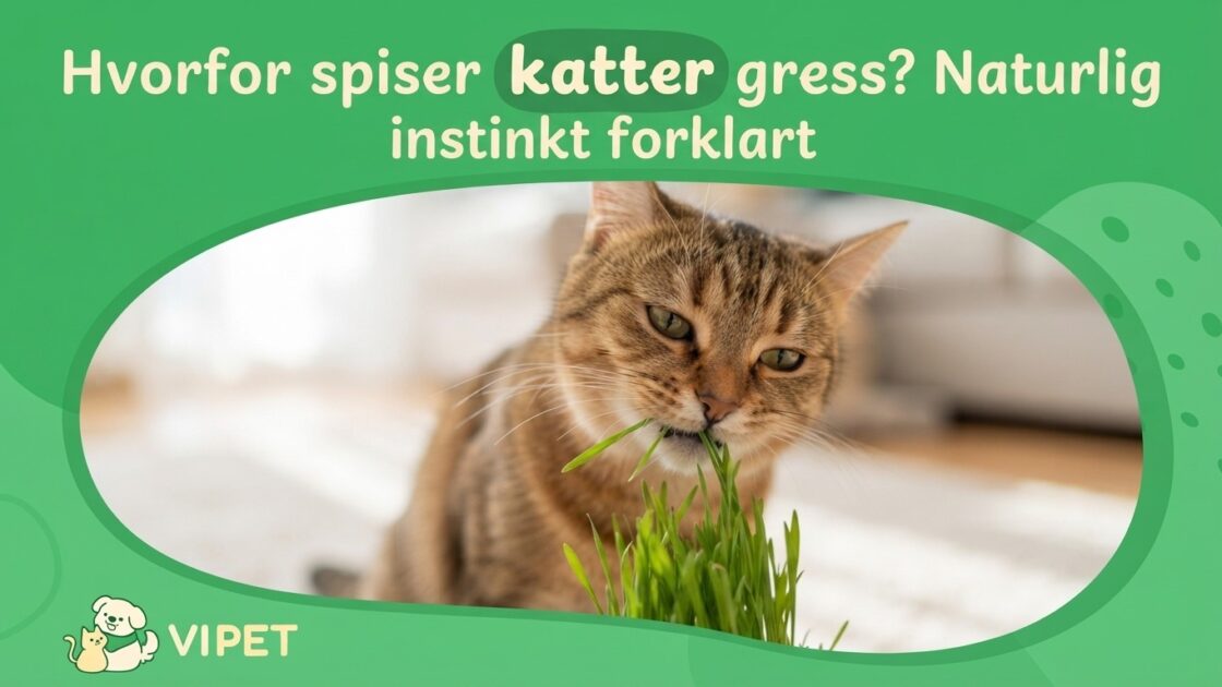 Hvorfor spiser katter gress? Naturlig instinkt forklart