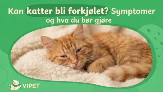 Kan katter bli forkjølet? Symptomer og hva du bør gjøre