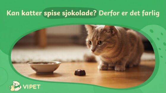 Kan katter spise sjokolade? Derfor er det farlig