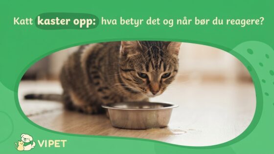 Katt kaster opp: hva betyr det og når bør du reagere?