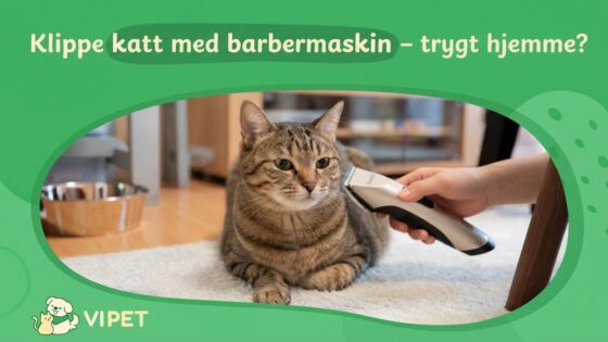 Klippe katt med barbermaskin – trygt hjemme?