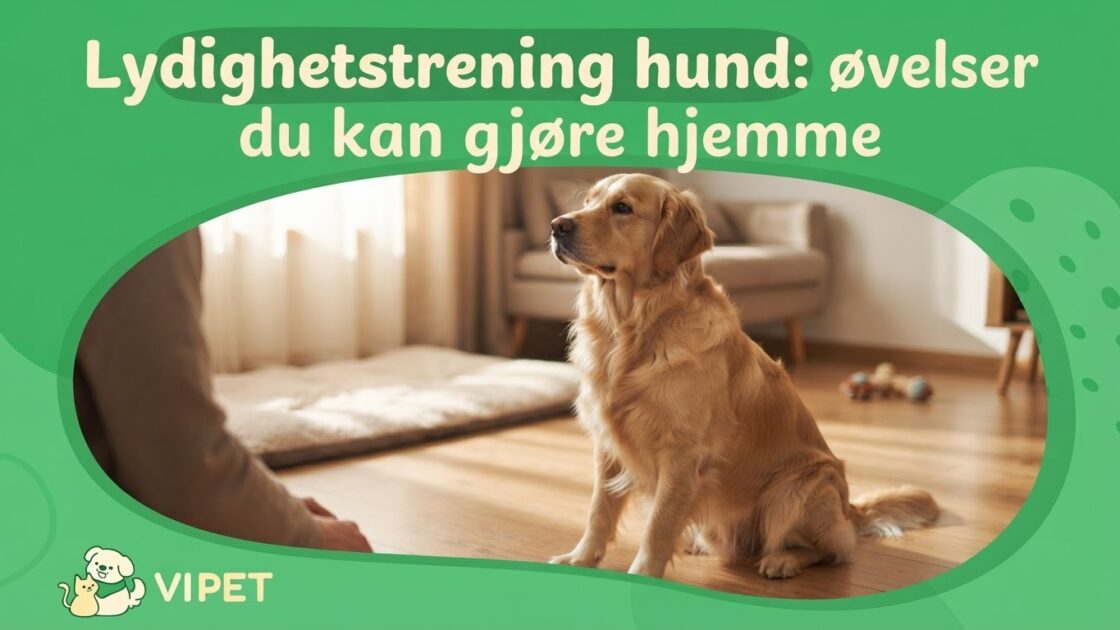 Lydighetstrening hund: øvelser du kan gjøre hjemme
