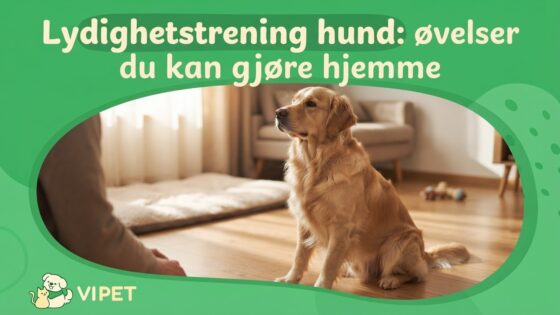 Lydighetstrening hund: øvelser du kan gjøre hjemme