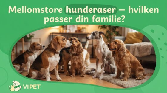 Mellomstore hunderaser — hvilken passer din familie?
