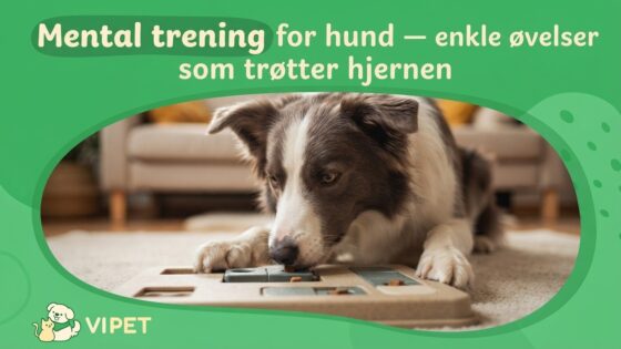 Mental trening for hund — enkle øvelser som trøtter hjernen