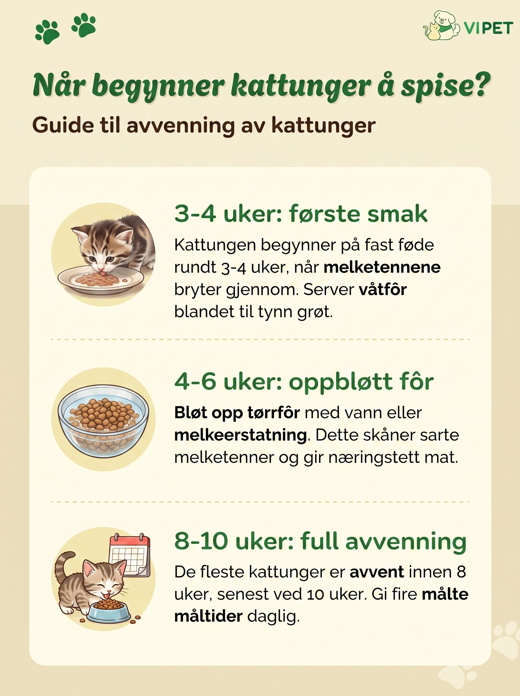 Infografikk som viser når kattunger begynner å spise fast føde, fra 3 uker til full avvenning ved 8-10 uker